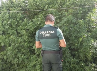 Tres detenidos tras intervenir 622 plantas de cannabis en Tíjola Guardia Civil